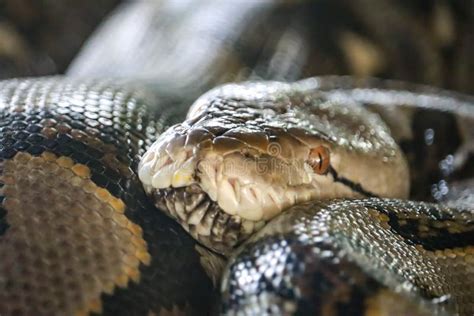 Large Python Snake 的图像结果