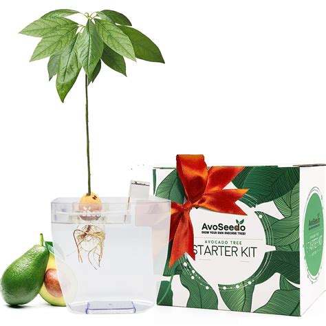 AvoSeedo Avocado Tree Growing Kit with Pot, Clear, Practical Gifts for ...