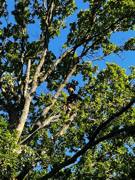 Tree Pruning Near Me 的图像结果
