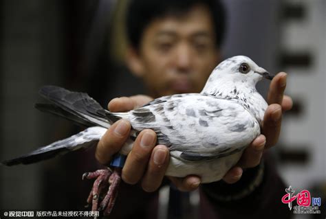 梦见鸟飞进家里_周公解梦梦到鸟飞进家里是什么意思_做梦梦见鸟飞进家里好不好_周公解梦官网