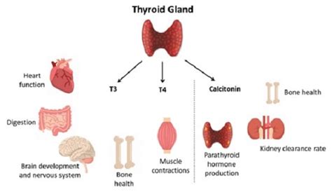 Image result for hyperthyroidism