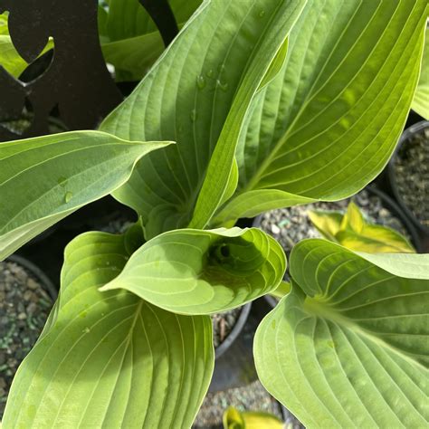 Hosta 'Empress Wu' 2L - Lushingtons