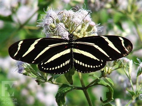 Zebra Striped Butterfly