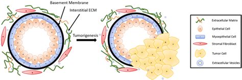 Extracellular Matrix in Breast Cancer | Encyclopedia MDPI