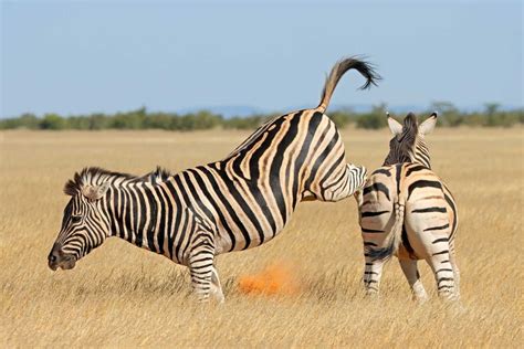 Understanding Social Behaviour In Zebras Reading Answers Guide