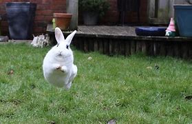 Image result for Jumping Bunny Silhouette