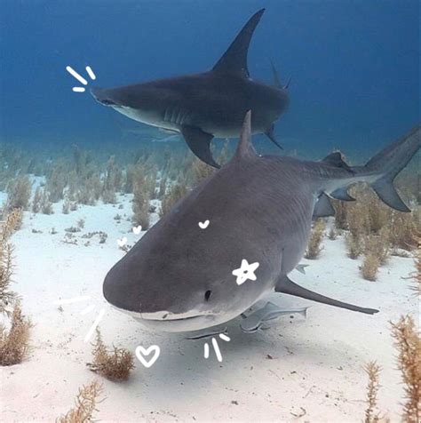 Cute Shark Pictures | Beautiful Marine Animals