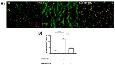 Human Amniotic Membrane Mesenchymal Stem Cell-Synthesized PGE2 Exerts ...