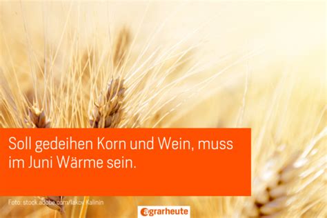 Juni nass - viel Bodengras. Die Bauernregeln im Juni. | agrarheute.com