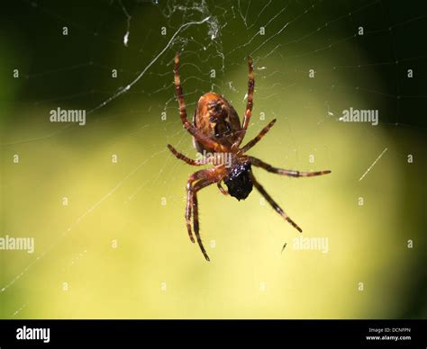 How Long Do Garden Spiders Live After Laying Eggs | Fasci Garden
