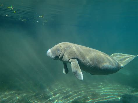 Where to See Clearwater Manatees that Never Disappoints!