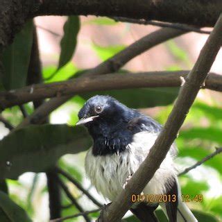 Bird Photo Gallery | Bird Photo Collection | Bird Pictures