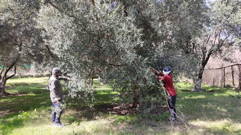 A Day In The Life Of An Olive Farmer In Kashmir: How They're Trying To ...