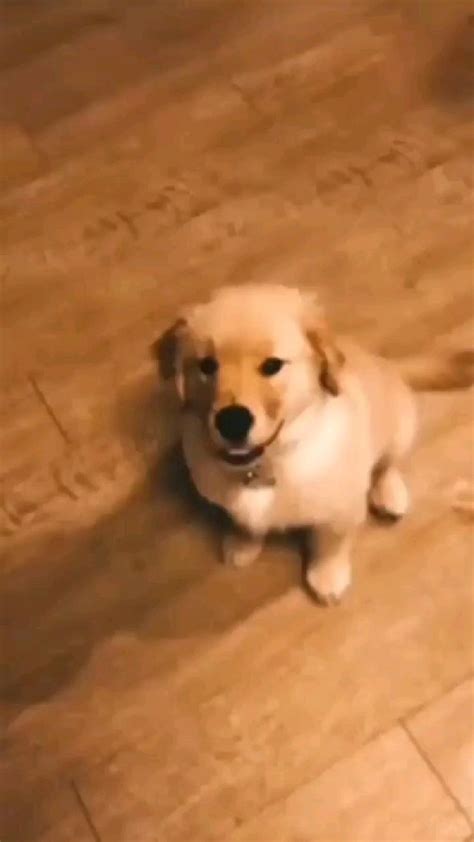 Image result for Dramatic Doggo