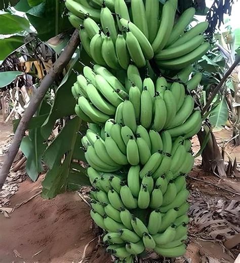 ARIYA Exotice Grand nine G9 Banana Fruit Plant Kela Tree Live Plant ...