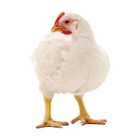 Cornish Cross Chicken