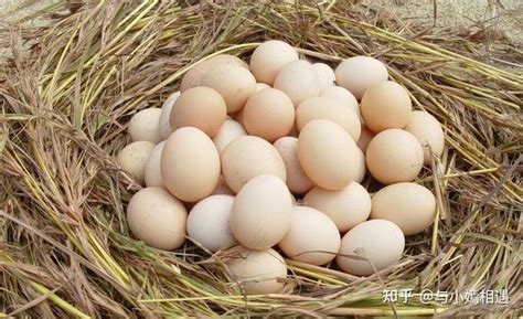 松花蛋盒子商标土鸡蛋海鸭蛋不干胶鸽子蛋鹅蛋标签五谷蛋贴纸印刷-淘宝网