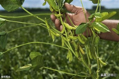 无公害大豆种植技术，掌握这几点，能提高大豆质量和产量 - 每日头条