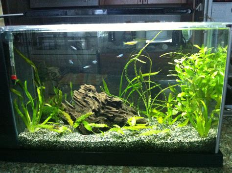 Fish Tank Decoration Ideas 5 Gallon