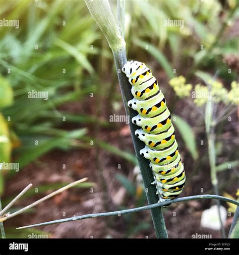 Swallowtail Caterpillar Stages at David Mckeever blog