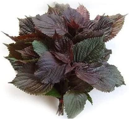 WILLVINE VVI-95 Vietnamese Perilla (Perilla Frutescens) Seed Price in ...