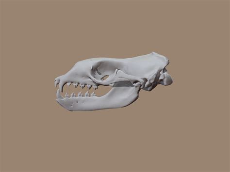 🐆 Leopard Seal Skull based on CT Scan data by Marco Valenzuela・ 3D File ...