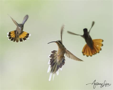 Why Hummingbirds Can Fly Backward: Understanding Their Unique Flight ...