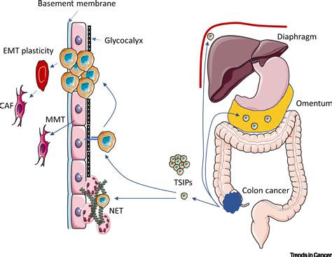 Targeting the Tumor Microenvironment in Colorectal Peritoneal Metastases: Trends in Cancer