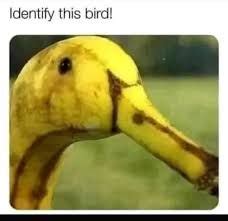 Identify this Bird - Memes - Worst Jokes Ever
