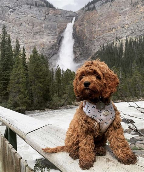 Image result for Maxi Cockapoo