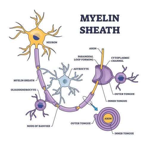 Myelin Sheath - Biology Simple