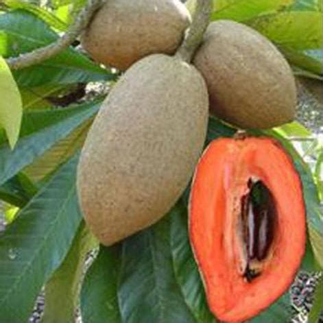 Mamey Sapote Magna Live Plants ( Pouteria Sapota ) – veliyathgardens