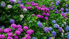 tailler les hortensias photos tailler hortensias gamma be tailler les hortensias photos tailler hortensias gamma be