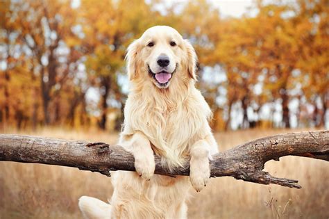 6 Common Golden Retriever Health Problems | Spot®