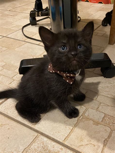 Our Cats – Westfield Homeless Cat Project