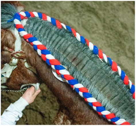 Chronic Progressive Lymphedema in Belgian Draft Horses: Understanding ...