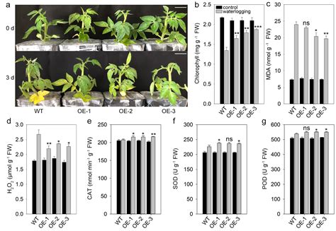 Tomato (Solanum lycopersicum L.) YTH Domain-Containing RNA-Binding ...