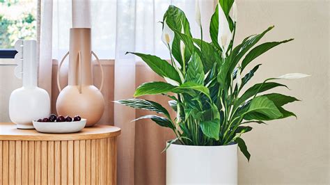 Peace Lily Indoor