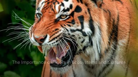 Why Tigers Are Essential For Ecosystems! - YouTube