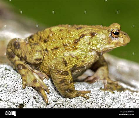 Image result for Bup Toad