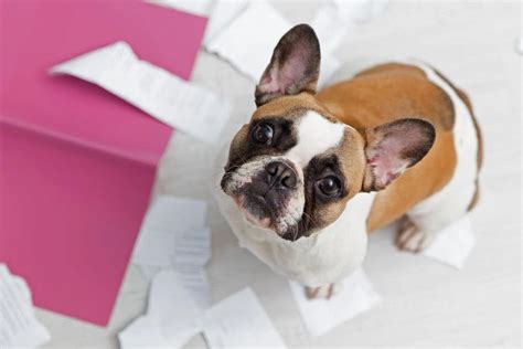 Image result for Student Gradelink Straight FS