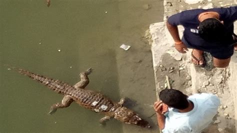 मछली पकड़ने के लिए मछुआरे ने फेंका जाल, लेकिन उसमें आ फंसा मगरमच्छ, मचा ...
