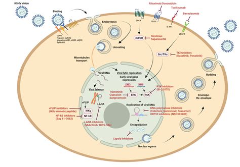 Recent Advances in Developing Treatments of Kaposi’s Sarcoma ...