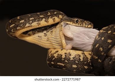 Image result for Australian Diamond Python