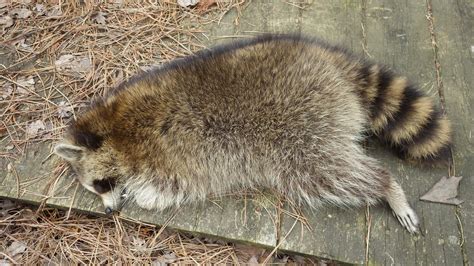 Raccoons are unique in possessing thumbs (although not opposable)