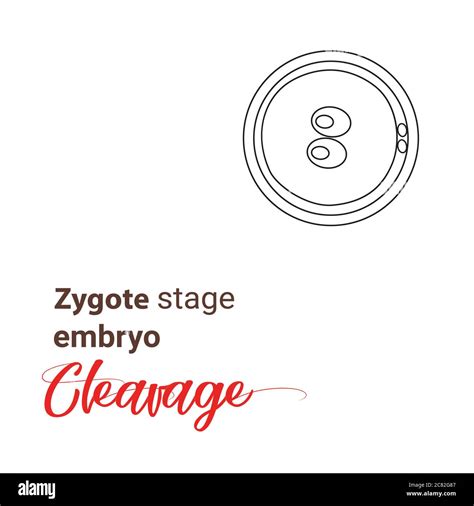 Cleavage body Stock Vector Images - Alamy
