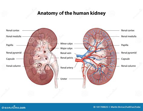Kidney, Anatomy of the Human Urinary System, Cross Section. Shown are ...
