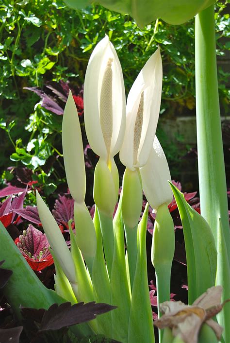 Elephant ear flower | Elephant ear flower, Garden containers, Elephant ears