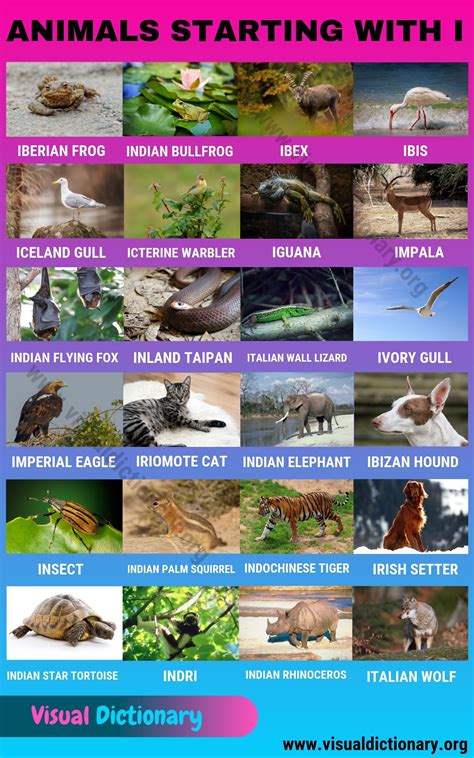Animals that Start with I: 24 Interesting Animals Starting with I