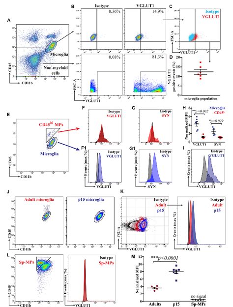 Image result for Flow Cytometry of Microglia Videotutorial